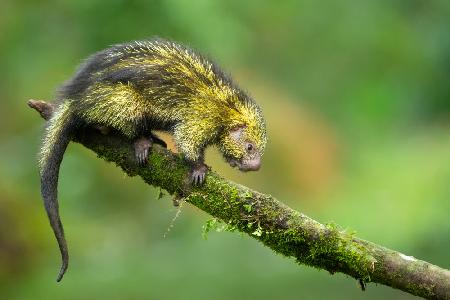 Mexican hairy dwarf porcupine