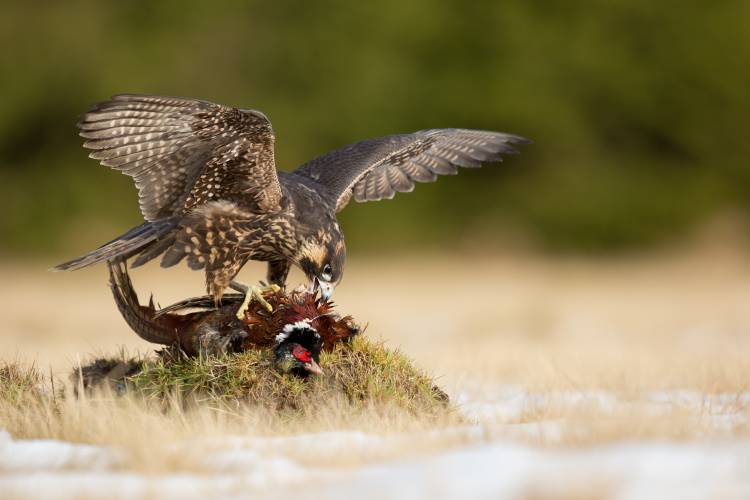 Peregrine Falcon od Milan Zygmunt