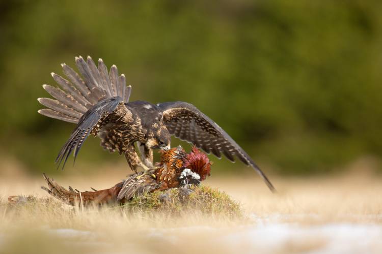 Peregrine Falcon od Milan Zygmunt