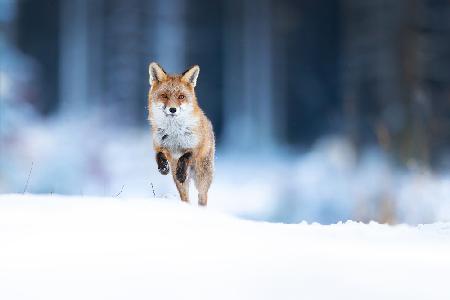 Red fox