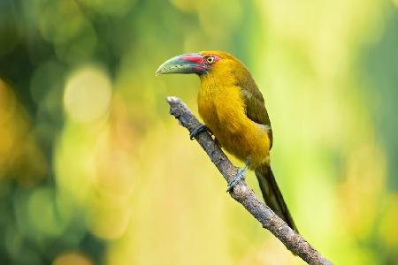 Saffron toucanet