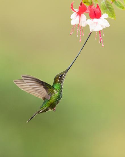 Sword-billed hummingbird