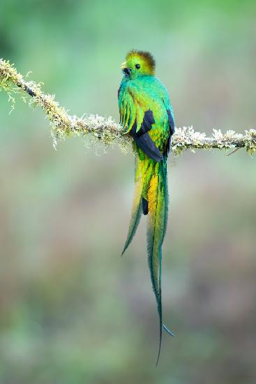 Resplendent quetzal