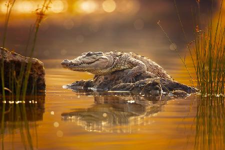 Mugger crocodile