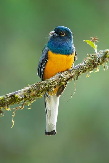 Surucua trogon