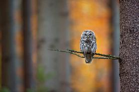 Tawny Owl