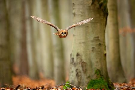 Tawny Owl