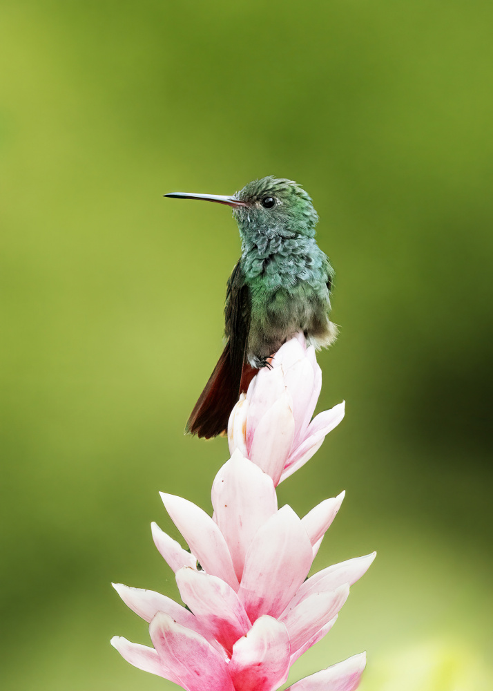 Hummingbird od Ming Chen