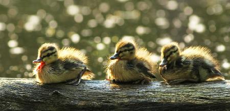 Ducklings