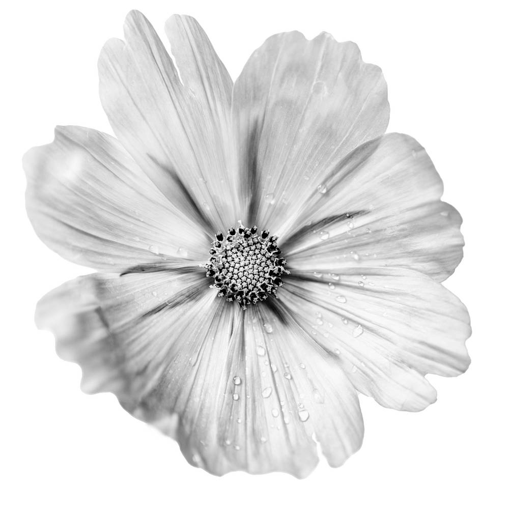 Blume in Schwarz Weiss od Miro May