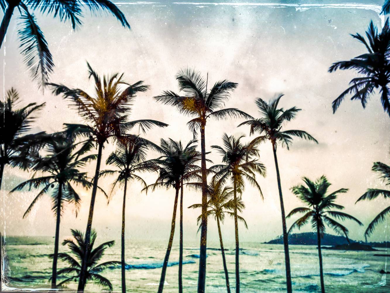 Palmen am Strand in Sri Lanka od Miro May
