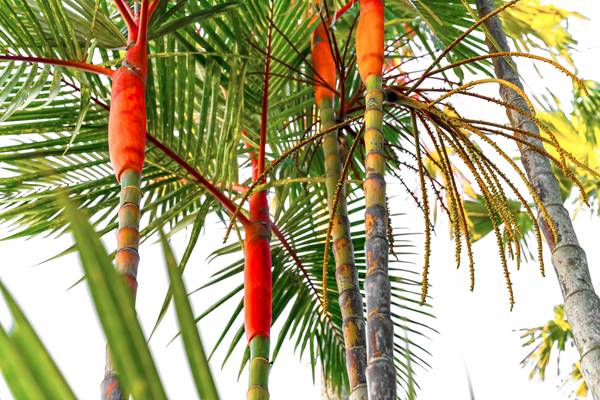 Palmen, Natur, Bali, tropisch, Regenwald, Farben der Natur od Miro May