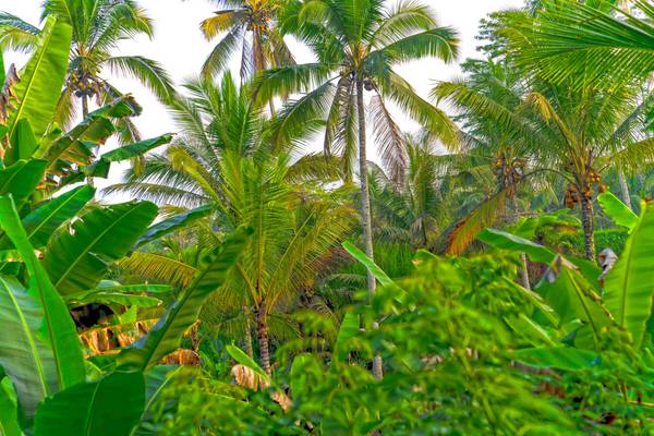 Regenwald, Bali, Natur, floral, tropisch, Palmen od Miro May
