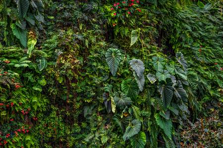 Natur, Pflanzenwelt, Pflanzenwand, Fauna und Flora, Blumen und Blätter, Traumhafte Natur