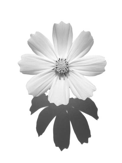 Sonnenblume, Blume, schwarzweiss, weiss auf weiss, schatten, Fotokunst, minimalistisch, floral