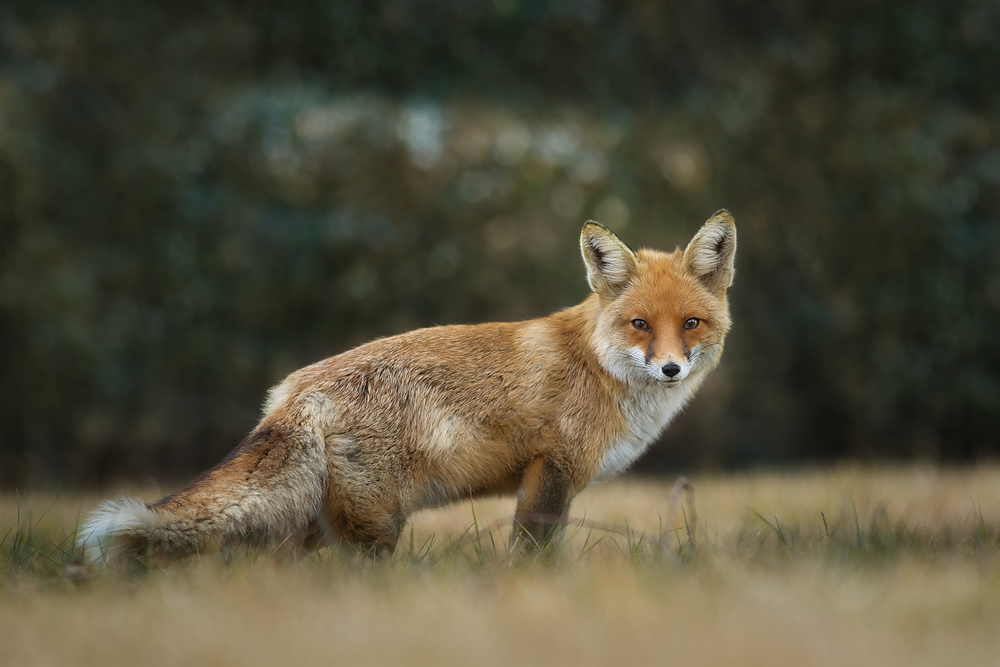 Red Fox od Mohammad Oskoei