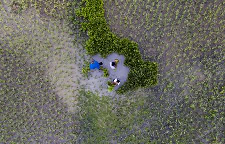 Colouful paddy field