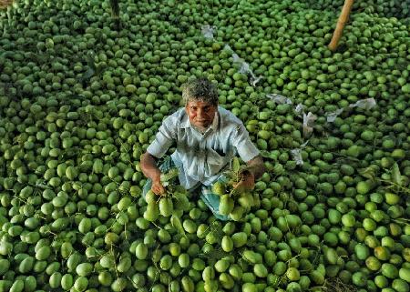 Mango sorting