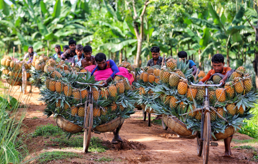 Ripe pineapple od Mostafijur Rahman Nasim