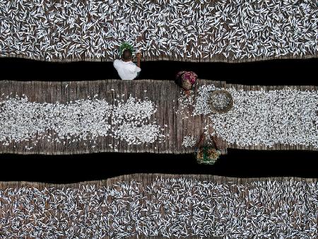 Dried fish processing