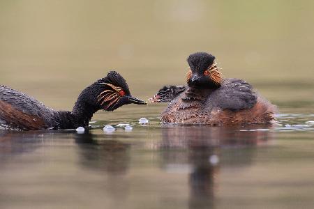 Black-necked Grebe