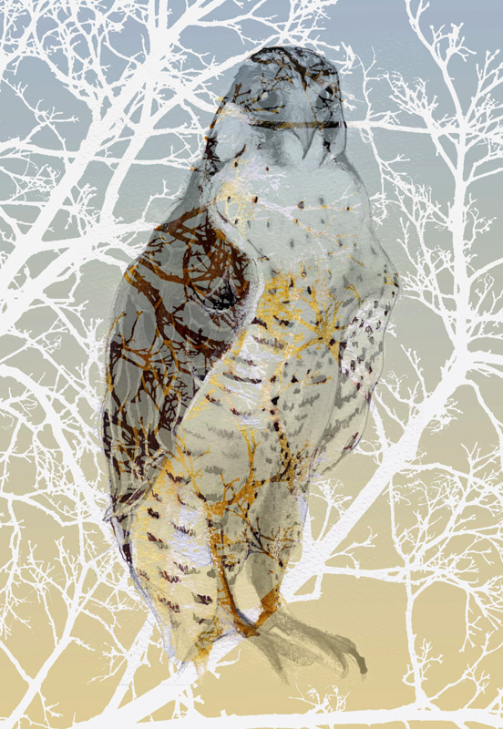 Peregrine Falcon od Nancy Moniz Charalambous