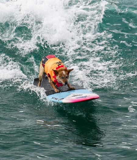 Surfing Dog