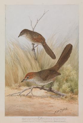 Rufous Bristlebird