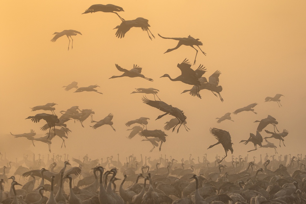 Cranes at sunrise... od Natalia Rublina