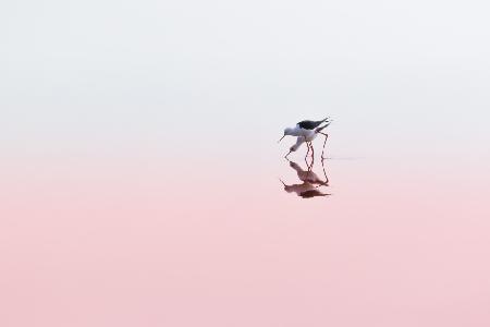 Black Winged Stilts