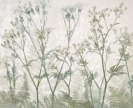 Cow parsley