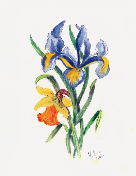 Blue Iris and Daffodil, 2002 (w/c on paper)  od Nell  Hill