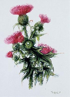 Scottish thistle 