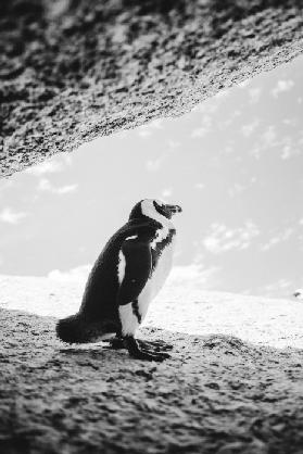 Brillenpinguin am Boulders Beach