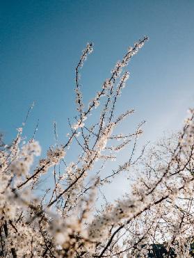 Schlehdorn Blüte Frühling