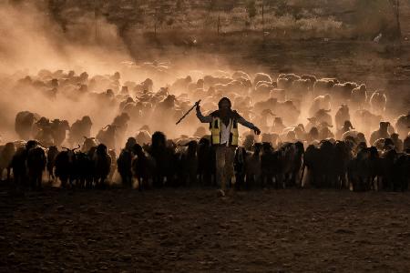 herds in sunset