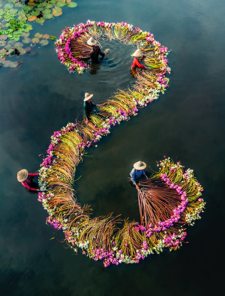 Harvesting water lilies v15 od Nguyen Tan Tuan