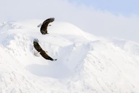 Glorious Flight