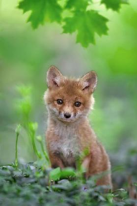 Red Fox Pup