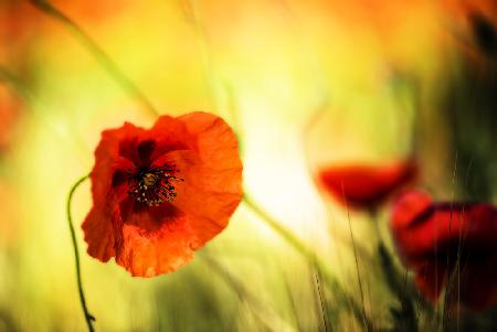 Poppy with pistils