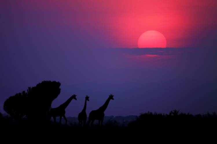 Sunrise in Uganda od Nicolas Merino