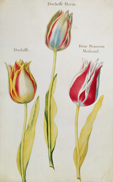 Tulips od Nicolas Robert