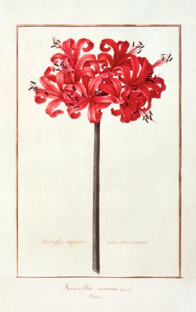 Amaryllis Sarniensis, or Narcissus  on