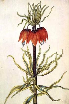 Fritilleria