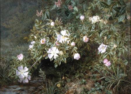 A study of Dog Roses od Niels Pieter Rasmussen