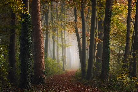 Autumn colorful forest