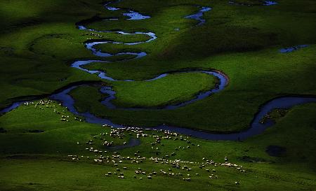 Herd and Light