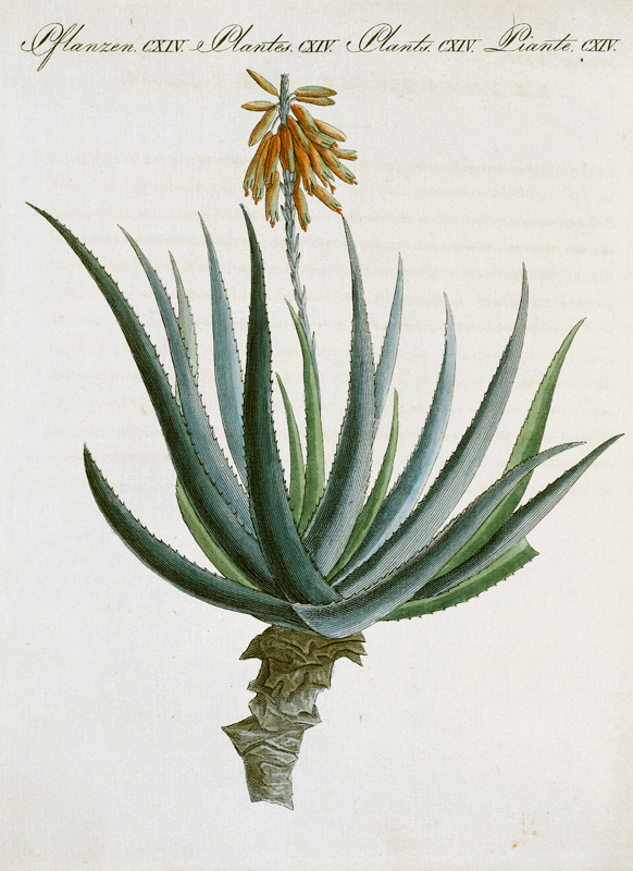 Aloe /from Bertuch 1809 od 
