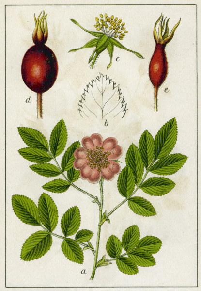 Alpine Rose / Colour lithograph / 1904 od 