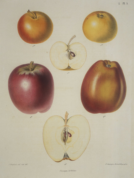 Apple / Colour lithograph od 